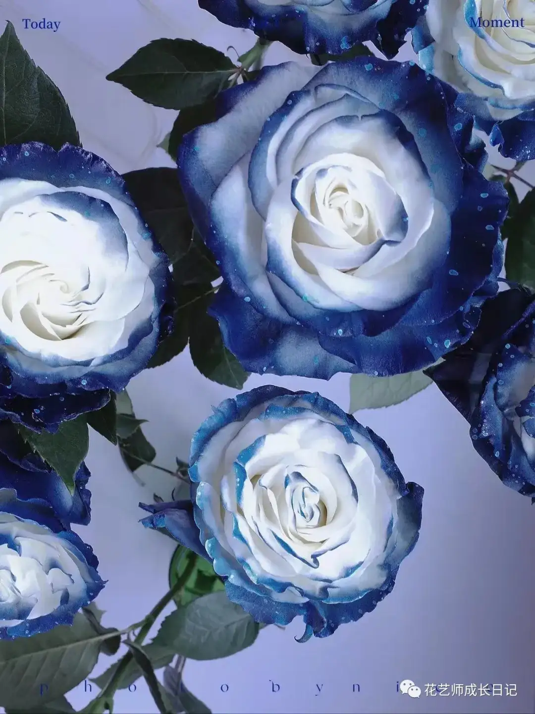 100朵玫瑰vol.56 | 厄瓜多尔银河玫瑰milky way，在浪漫宇宙中盛放的蓝玫瑰！ - 知乎