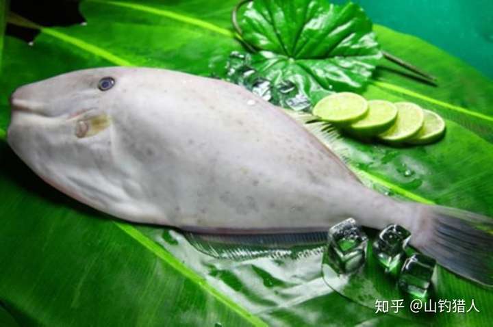 鳍马面鲀,又叫马面鱼,在上海和闽浙一带称橡皮鱼,在北方称猪油,皮匠鱼