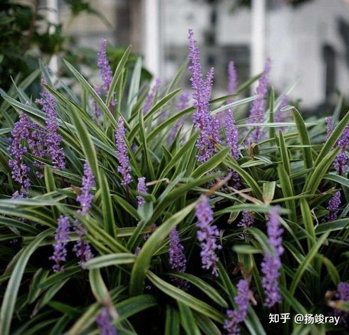 草坪和麦冬 怎么选 知乎