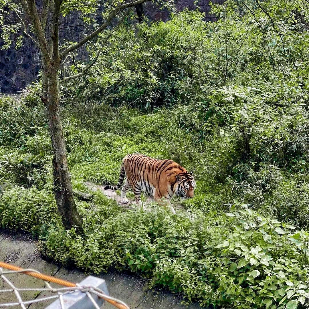 野性 的想法: 杭州动物园: 75地址:西湖区虎跑路40号 … - 知乎