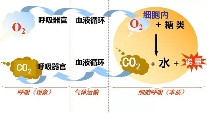 高中生物 细胞呼吸重难点专题 高考趋势 善利名师 高考备考专家