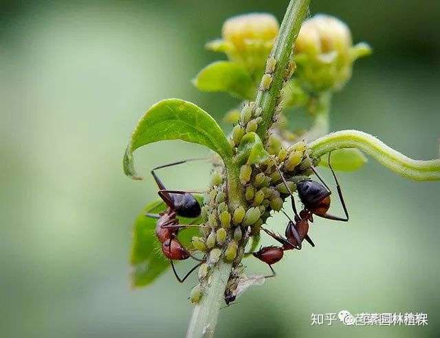 大自然总是那么神奇 有蚜虫的地方就有蚂蚁的存在 为什么 知乎