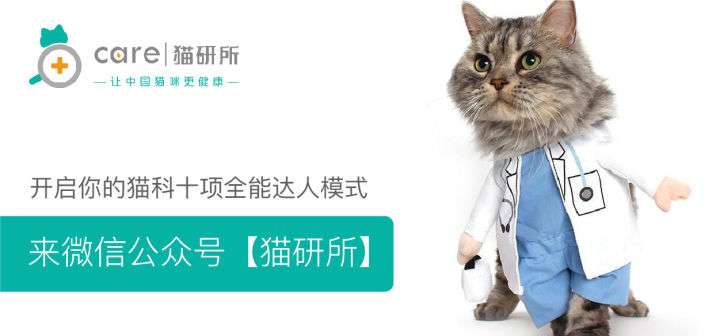 养猫家庭自查 这30种常见植物对猫有毒 知乎