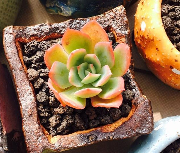 把多肉植物放这里面 一整个冬天都不用管 就能看到肥嘟嘟的多肉 知乎