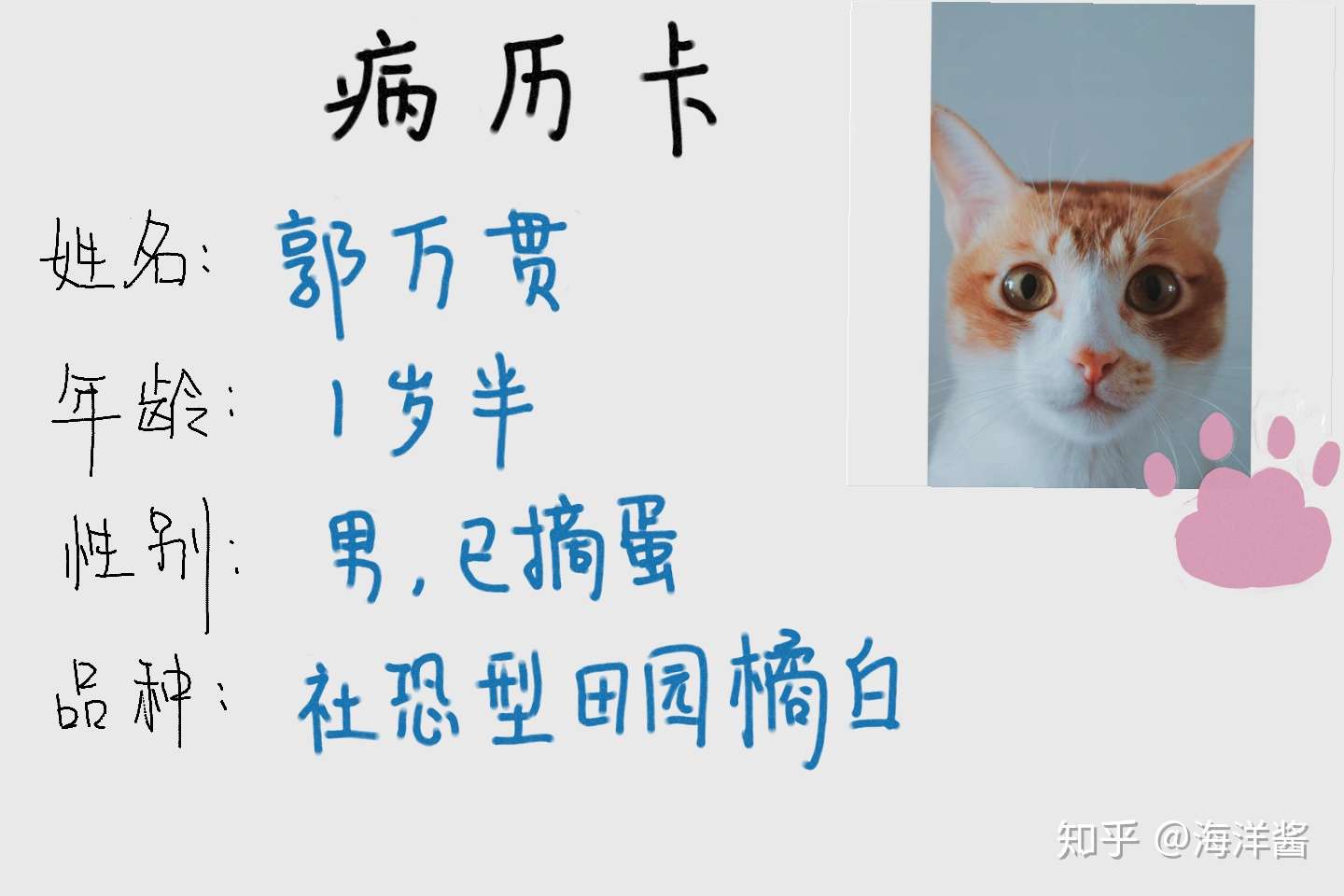 别扯了 猫也会抑郁 记录陪猫咪治疗抑郁的三个月 知乎