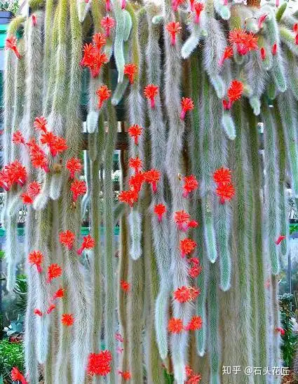 她家养了一盆花 邻居都叫 九尾狐 开花以后人人羡慕 知乎