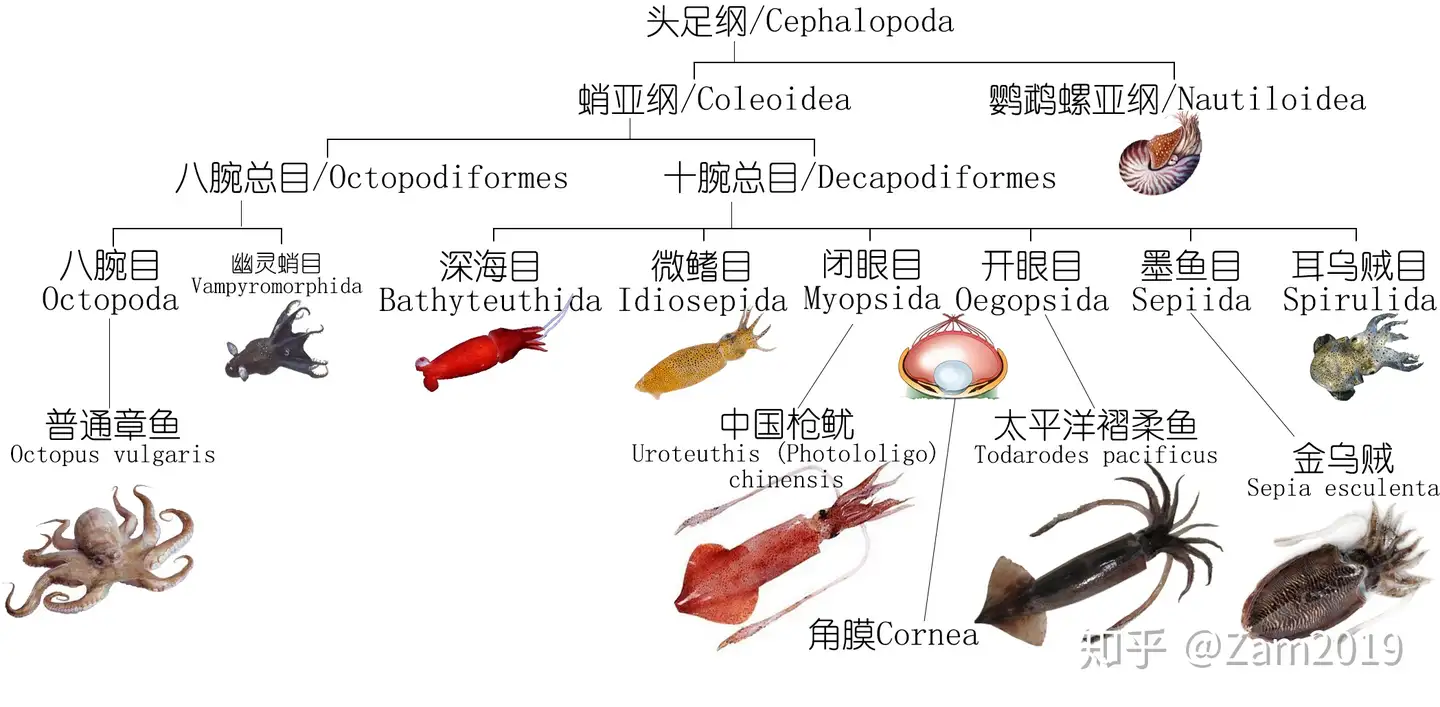 海鲜探索｜深度研究章鱼、鱿鱼、墨鱼等软体动物（上） - 知乎