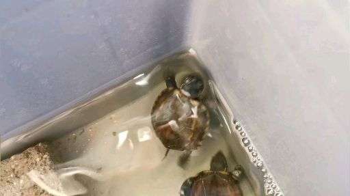 v2-ada4f12eabdb09000672216af8693df0_bh.jpg?source=1940ef5c