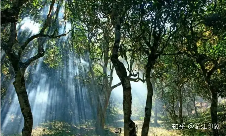 一看就会（敬茶放什么）敬茶怎么喝，泡茶有学问，敬茶有修养，存茶有技巧，黑猫男友漫画，