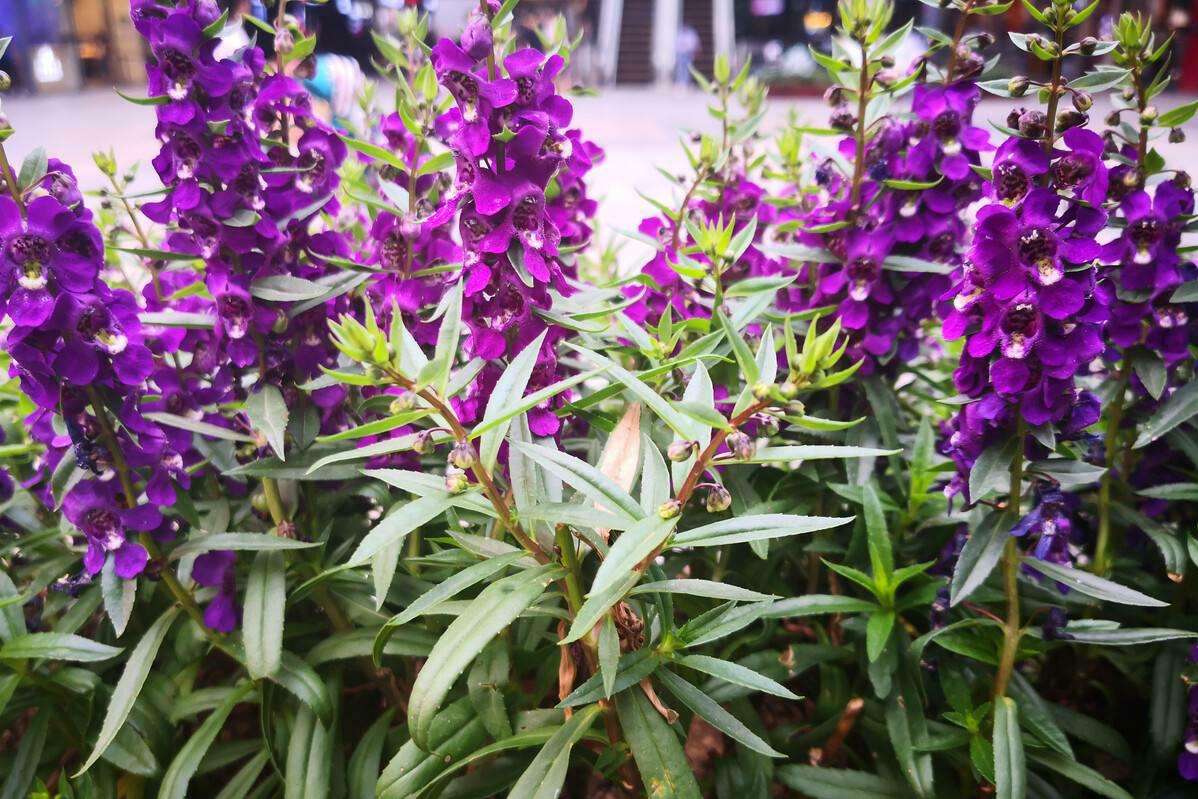 易栽培 耐高温的芳香花卉 天使花 知乎