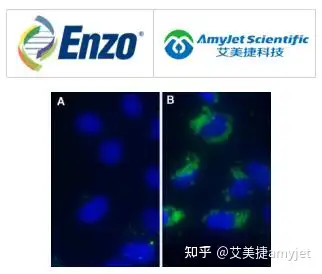 オリジナル □HOZAN 実体顕微鏡 健源】相关京东优惠商品排行榜-价格