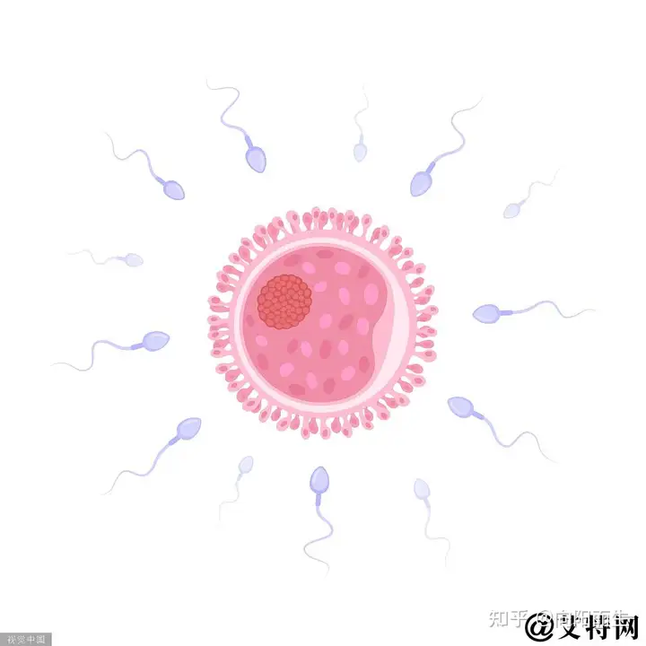 成都试管代妈公司（学会了吗）