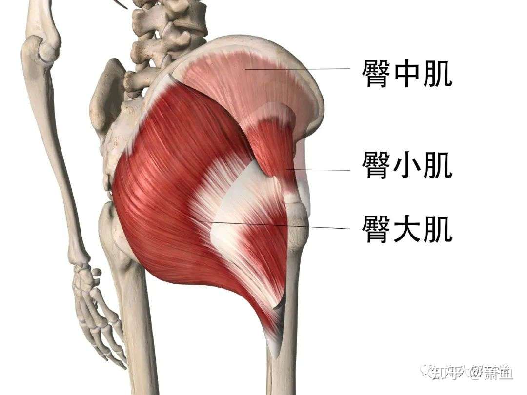 盆底 骨盆周围肌肉 知乎