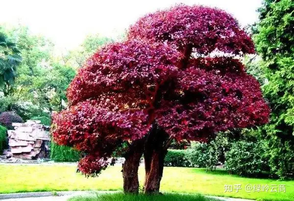 10种观赏性比较高的造型苗木推荐！