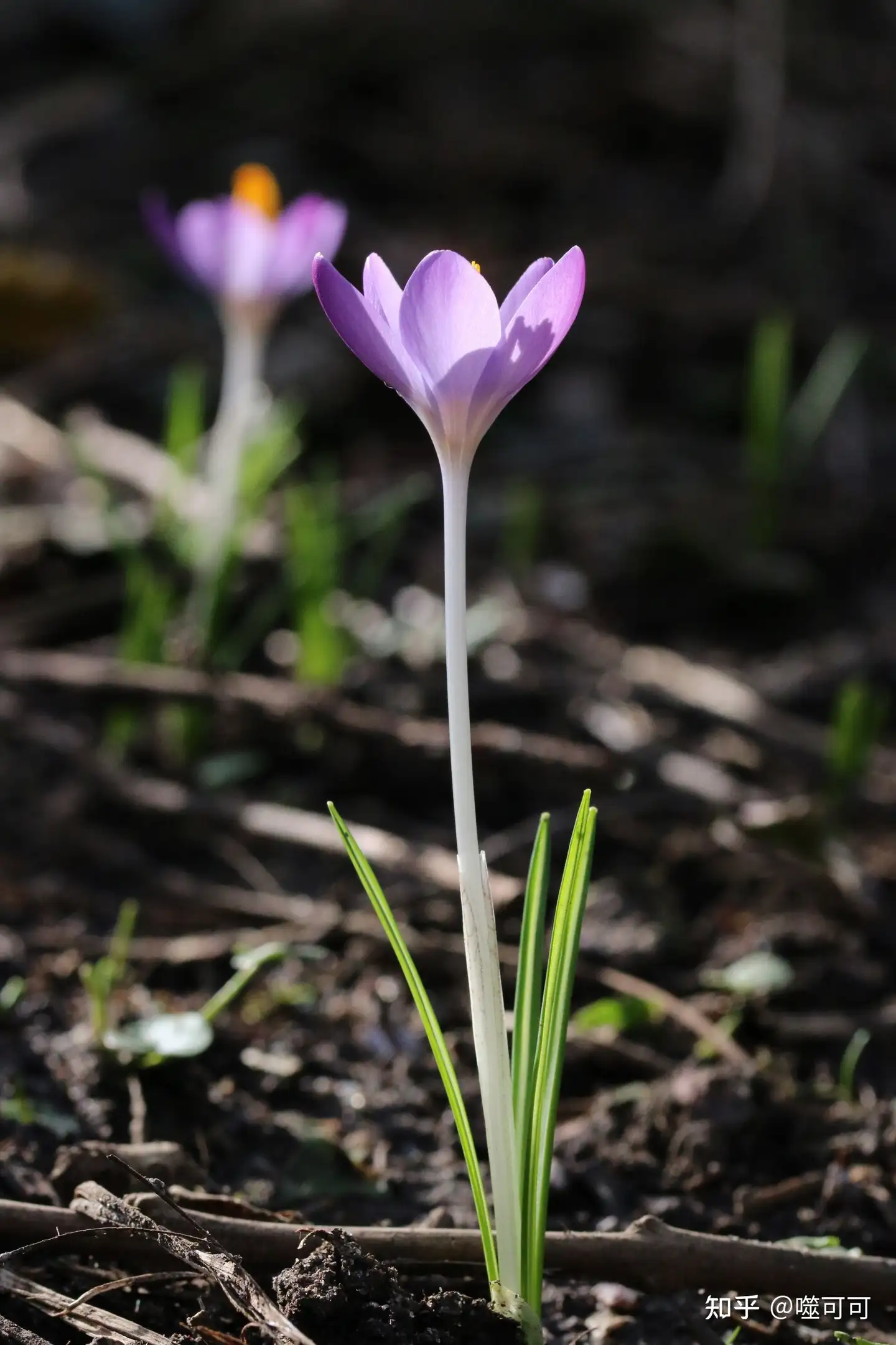 荷兰早春常见花 知乎