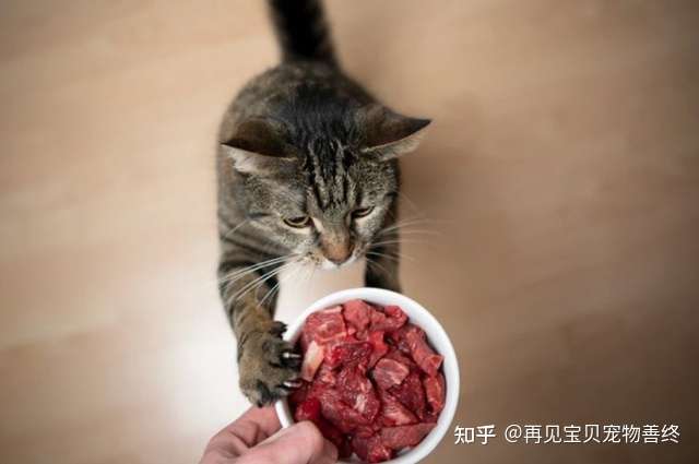 【猫猫生食】猫能吃生肉吗？别让不合格生食害死猫｜再见宝贝高端宠物善终关爱