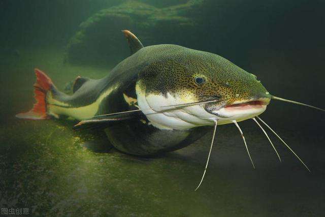 怎麼路亞鯰魚教你幾招必魚獲滿滿