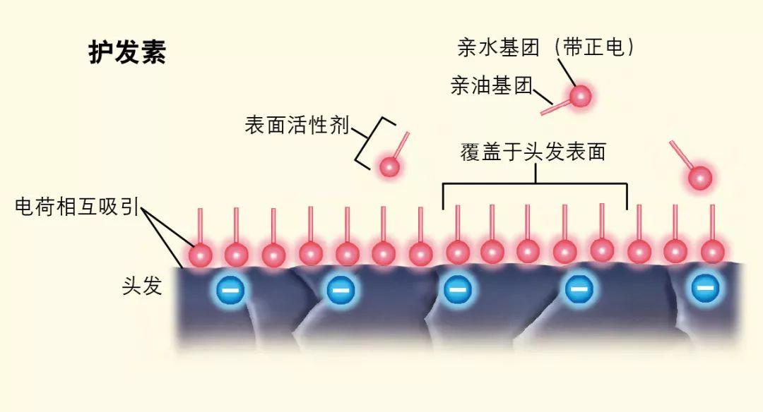 洗发水和护发素的原理是什么?