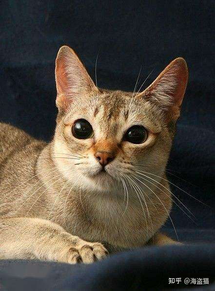 一只猫onecat图片