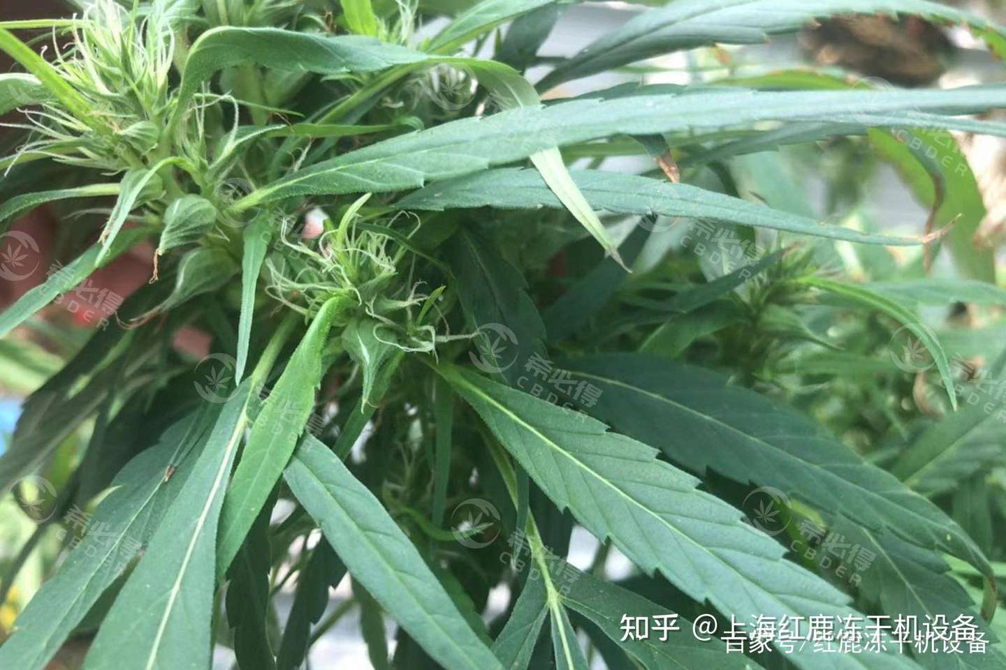 真空冻干机在工业大麻花叶中提取液低温干燥应用 知乎