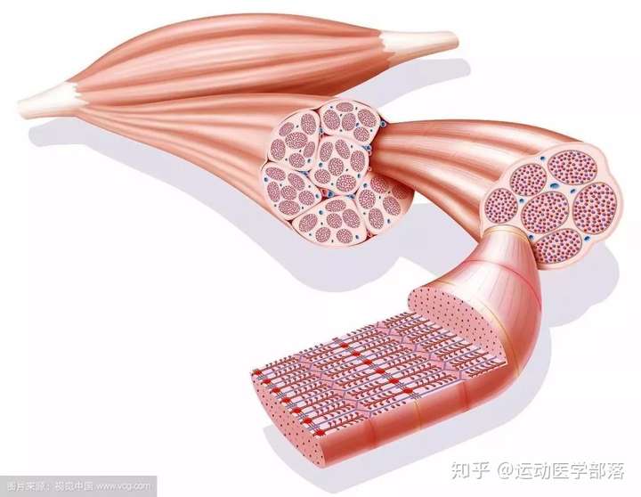 肌肉≠肌力，大肌肌≠大力