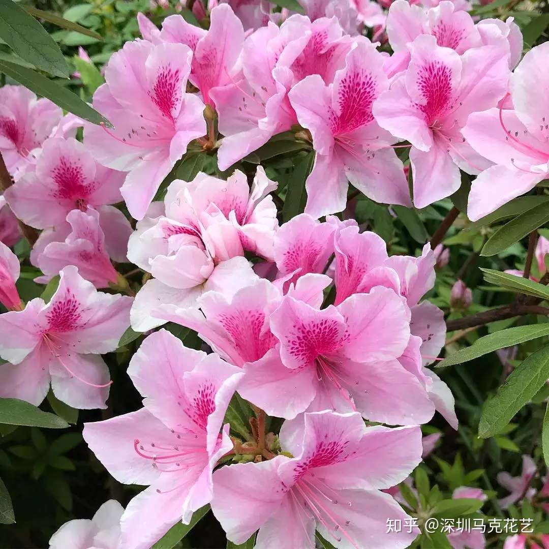 花艺学校 这些 毒花 盛放 严重可致丧命 花粉需谨慎 第三弹 知乎