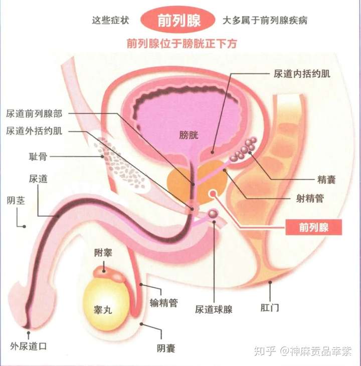 每天了解一点,就离前列腺疾病远一点