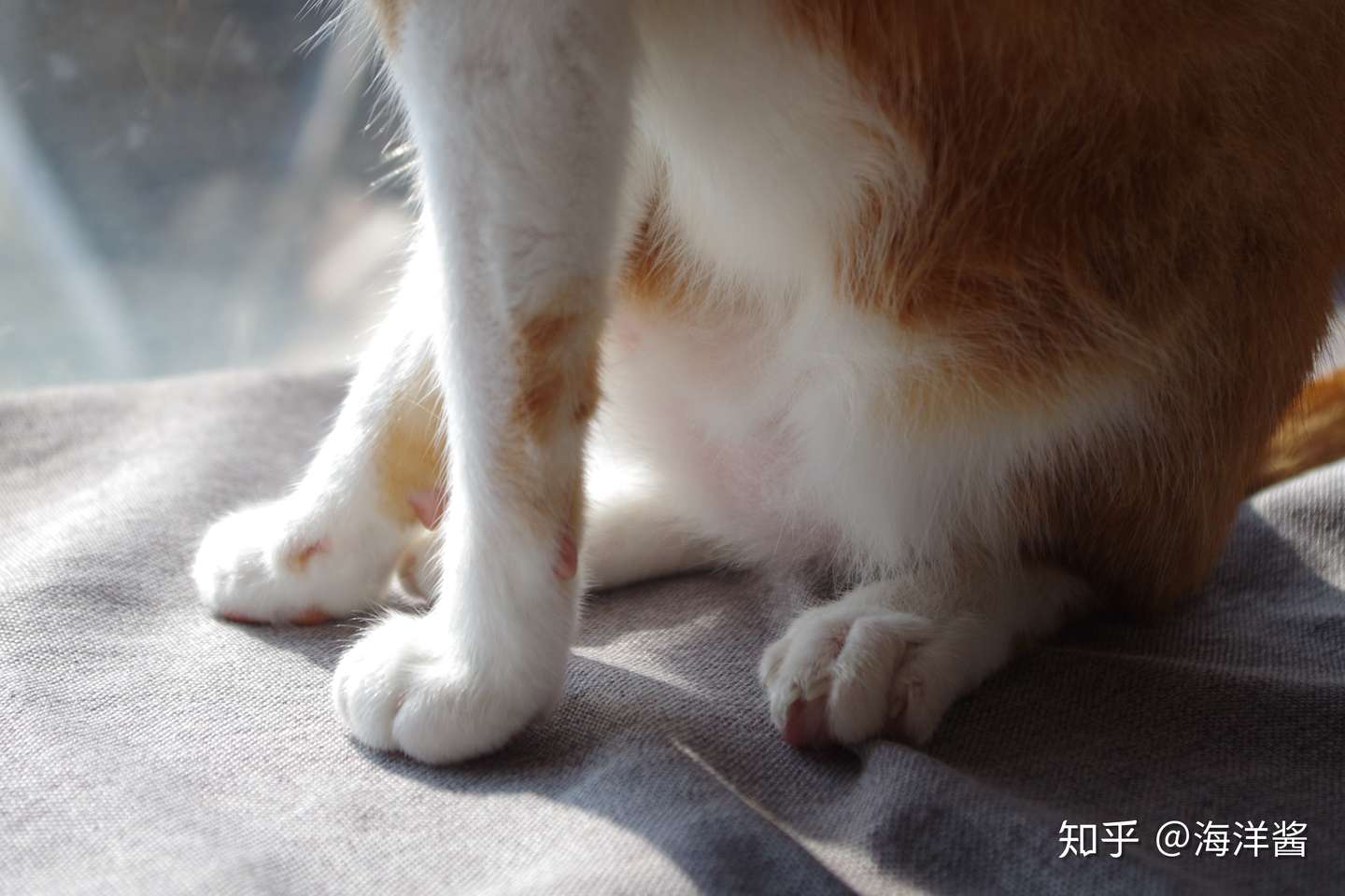 别扯了 猫也会抑郁 记录陪猫咪治疗抑郁的三个月 知乎