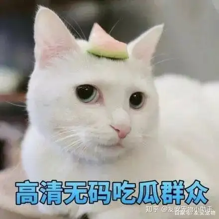 猫咪 阴阳眼 能够通灵的 知乎