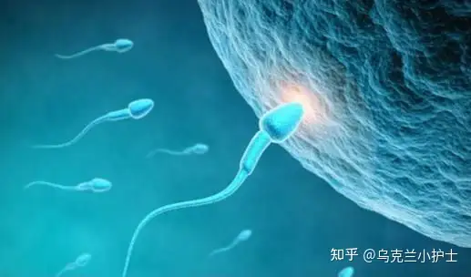 成都借卵试管婴儿（男性关于不孕不育的检查项目是什么？流程有哪些？）