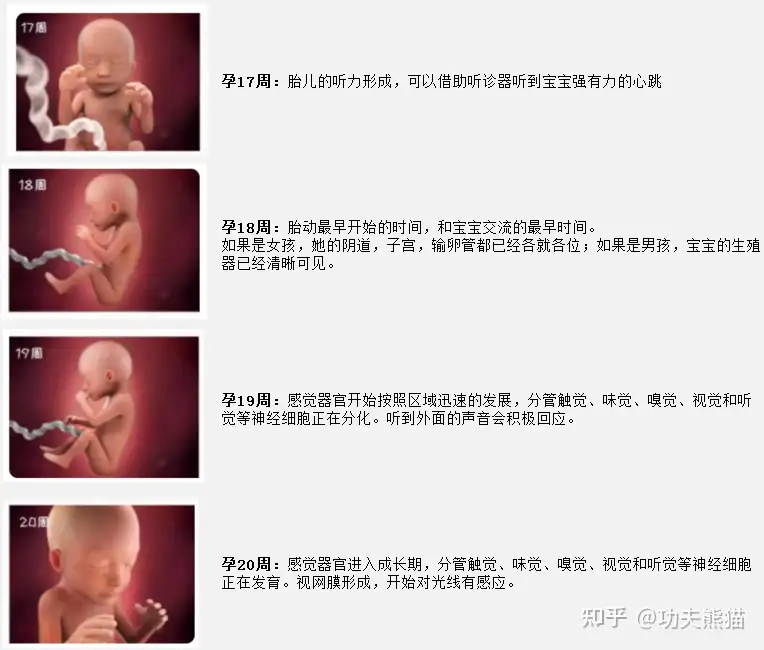 孕周怎么计算 预产期如何计算 孕周胎儿发育情况 知乎