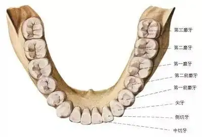 下颌第三磨牙解剖图图片