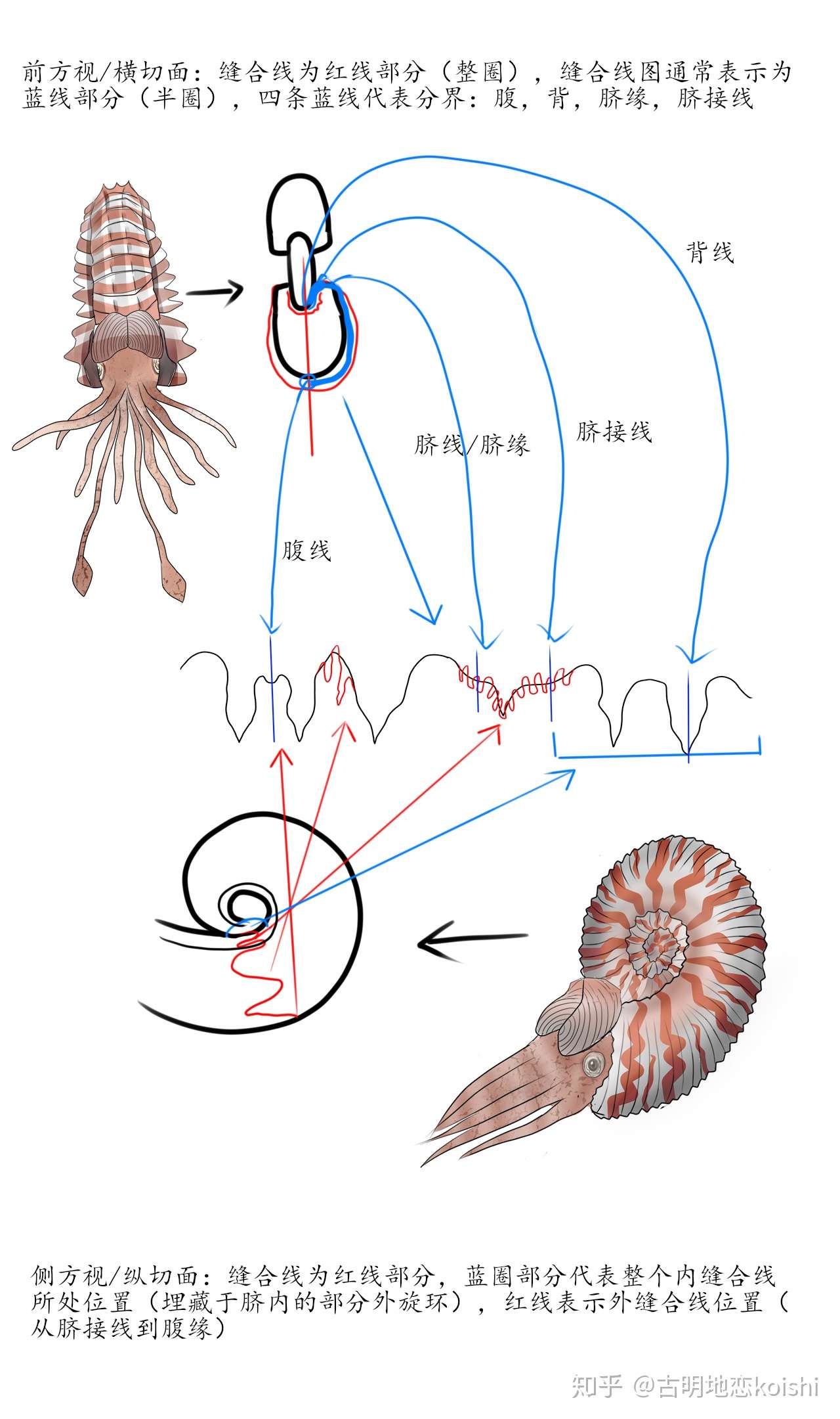 头足纲小传 07 菊石 1 形体 缝合线 壳形 壳饰 口盖 知乎