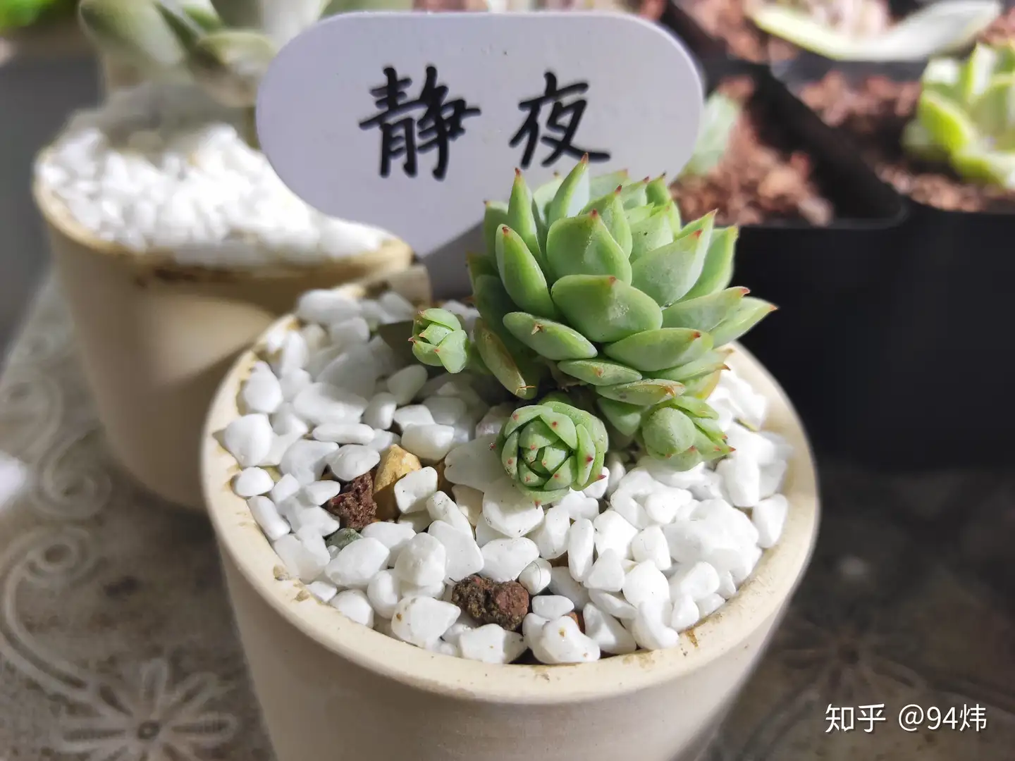 一番の 111、白雪姫 抜き苗 摘心多頭 多肉植物 植物/観葉植物