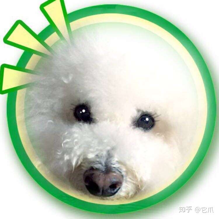 它爪 老年犬最常见的白内障问题 知乎