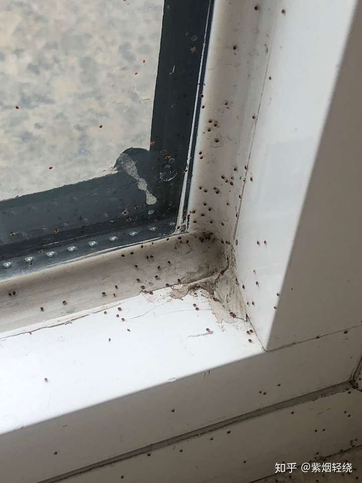 家里发现一堆幼虫 是蟑螂吗?急?