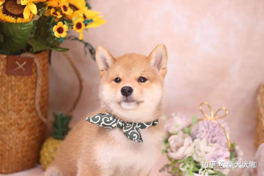 柴犬聪明吗 日本柴犬智商排名分析 知乎 柴犬聪明吗 日本柴犬智商排名分析 知乎