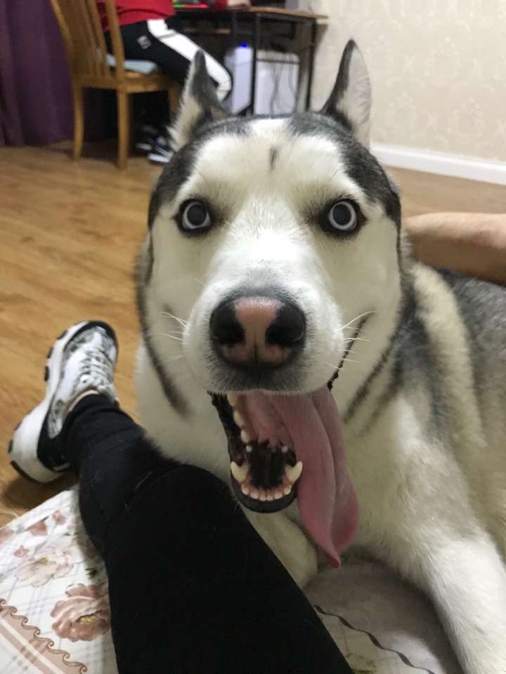 猥琐的狗,喜欢钻小姐姐的裙子,没谁了,大概长这样