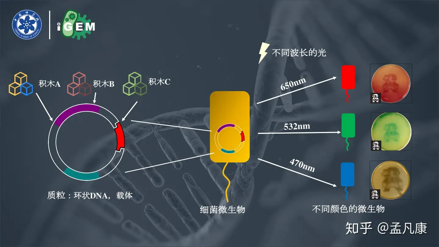 合成生物学的现在与未来丨国科大中学生夏令营科普演讲 知乎