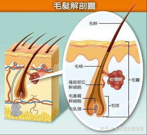 毛囊到底是什么 对头发有什么功能 知乎