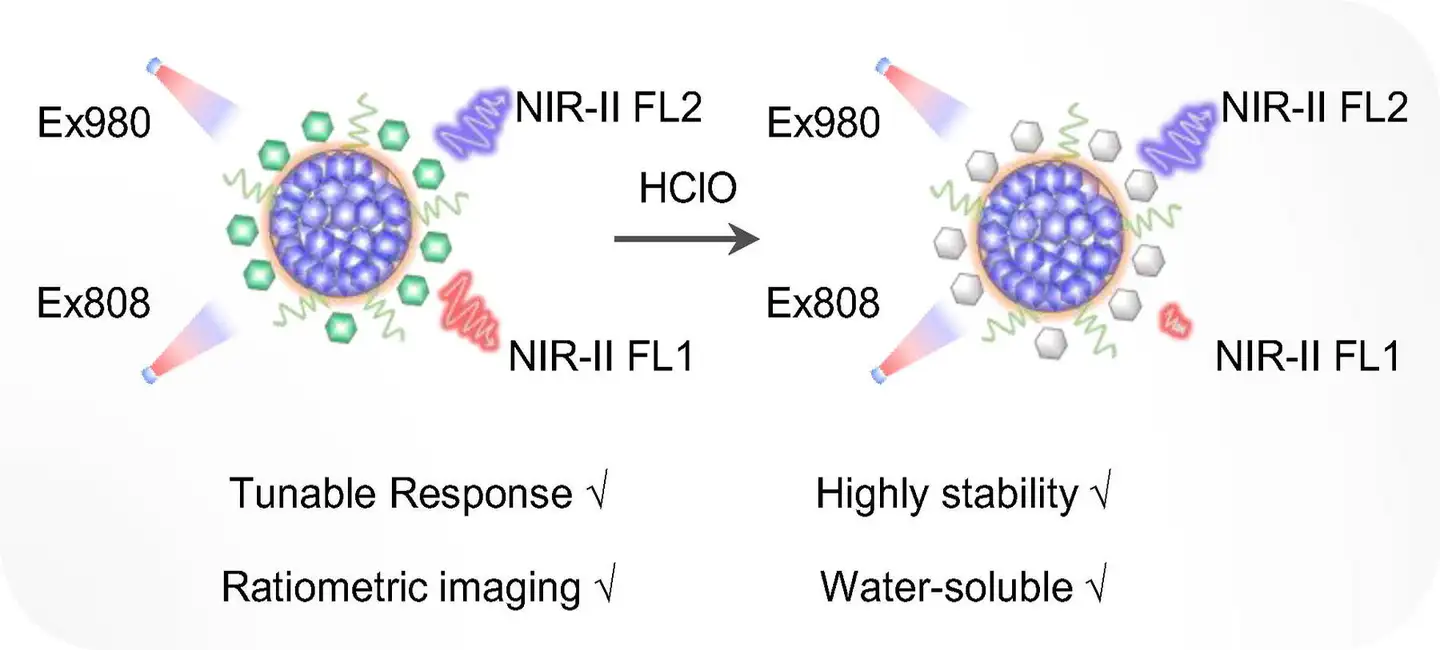 纳米探针| 设计对活性物质响应的菁基纳米平台用于小鼠比率NIR-II荧光