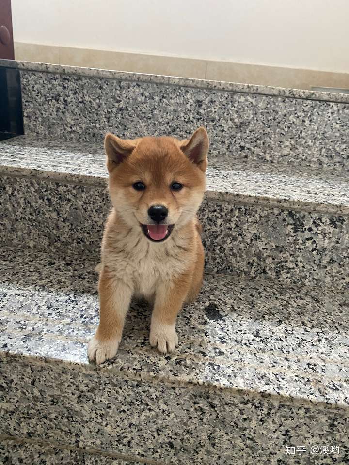 5k可以买到比较好的柴犬吗?