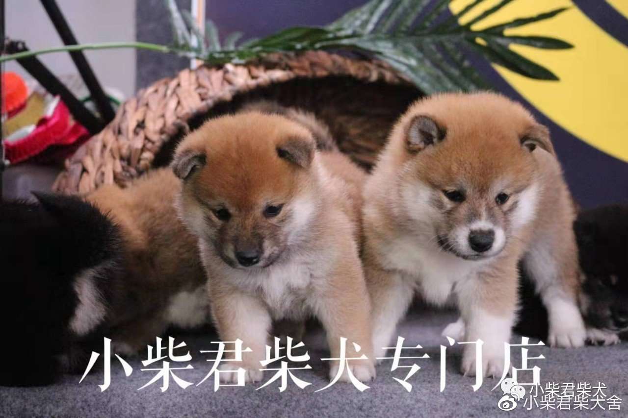 柴犬新犬主饲养手册 史上最全 知乎 柴犬新犬主饲养手册 史上最全 知乎