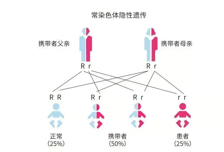 色盲基因图片