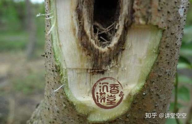 沉香木可以卖到多少钱 沉香木值多少钱 知乎