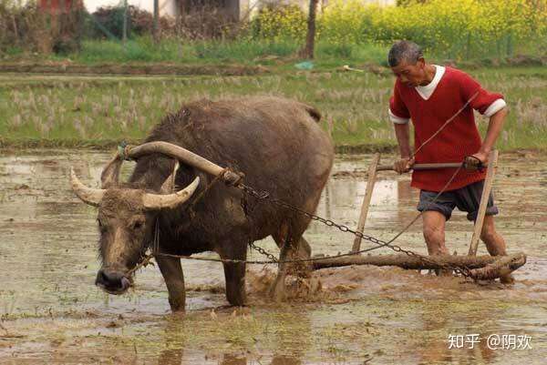 伯伯拿老牛拉犁种地弄出来的就是新西兰哪个纯天然牧场纯谷物饲养的