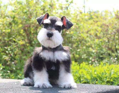 老头犬 好养吗 雪纳瑞犬的八大优点和缺点 知乎