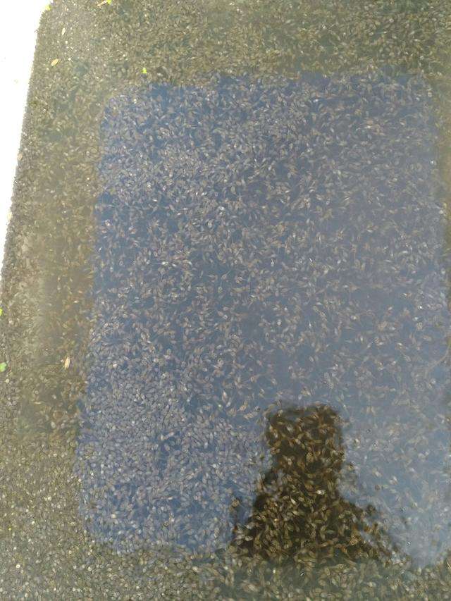 大雅农业分享 青蛙产卵及蝌蚪孵化期注意事项 知乎