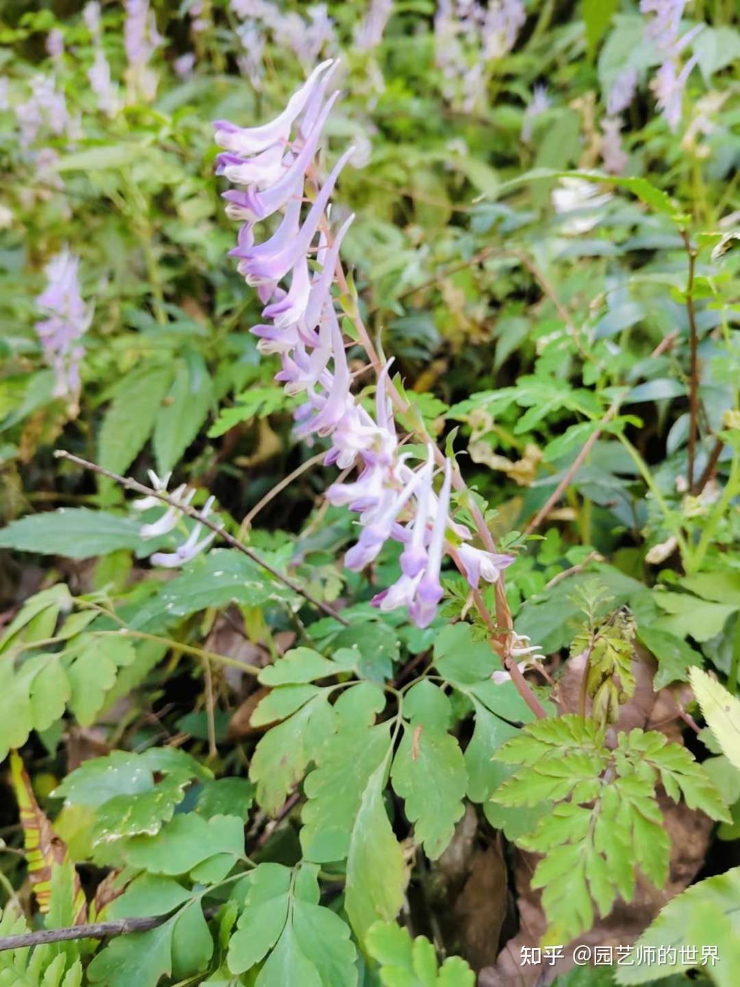 园艺师的世界 的想法: 这是前天刚在贵州山区拍的地锦苗 - 知乎