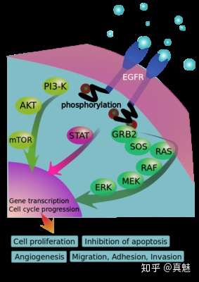 大热神器egf护肤品 其实是换着马甲偷偷卖 而且还毁容 知乎